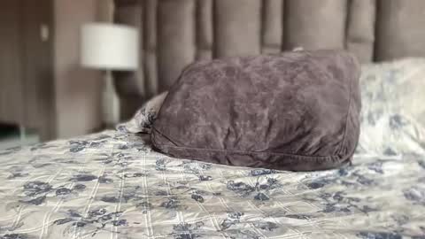 alexander grey online show from March 28, 3:24 pm