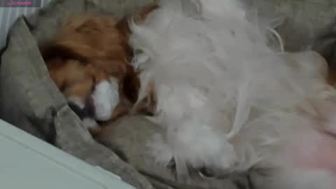 Kira online show from February 11, 6:44 pm