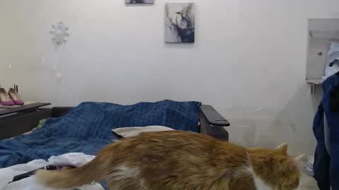 BigTwinsOmg online show from November 18, 6:38 am