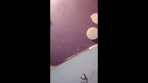 blue17562 online show from April 11, 3:16 pm