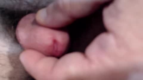 Snapshot of bobswan chatting on January 29, 3:04 pm bobswan online show from January 29, 3:04 pm