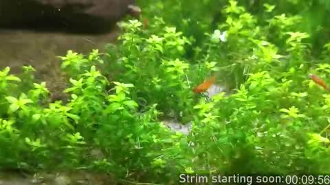 Booker Baxton online show from October 19, 3:00 am