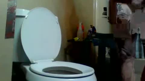 Southerncock online show from November 12, 12:51 pm