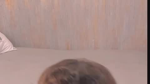 Tony  Laura online show from November 7, 1:19 am