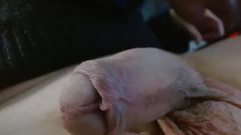 Damocles online show from February 27, 10:13 pm