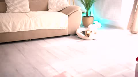 Tamara online show from April 22, 1:40 pm