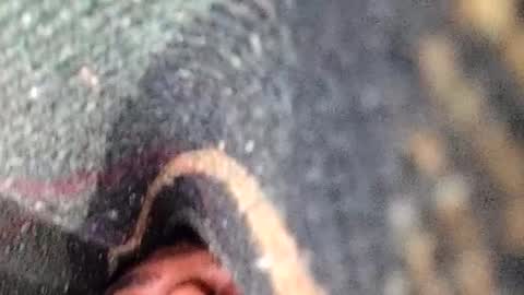 dyno online show from December 5, 5:22 pm