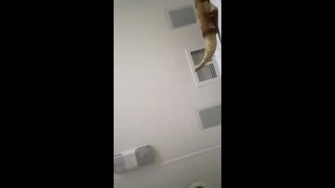 dtrain6969420 online show from February 3, 6:40 am