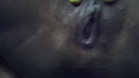 tara online show from November 5, 6:10 pm