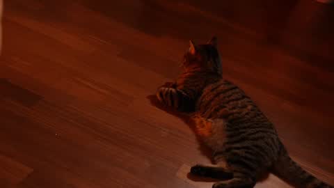 Jennifer Diaz online show from February 3, 11:15 pm