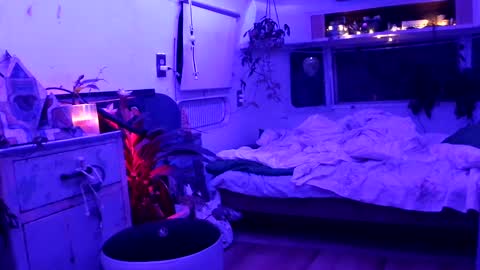 jwolf11851725 online show from September 21, 8:07 am