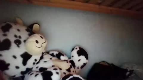 kochamciemichelle online show from March 26, 8:47 pm