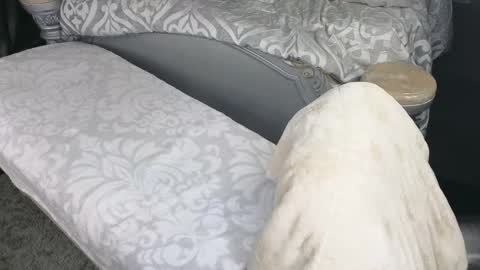 Lilah Onlyfans Lilahsexygoddess01 online show from March 17, 12:32 pm