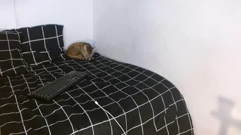 Mariam Calad online show from December 15, 1:01 am