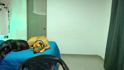 mary online show from October 31, 2:12 am