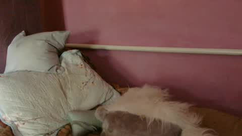 Oltereodora-lima online show from June 27, 12:22 pm