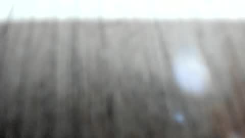 Cataleya online show from December 5, 12:03 pm