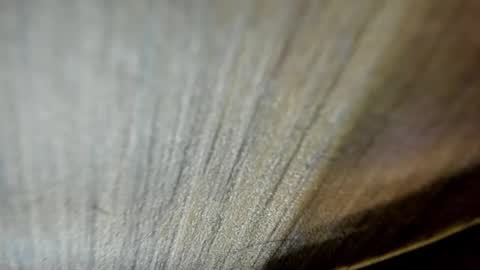 Niick online show from March 19, 2:17 am