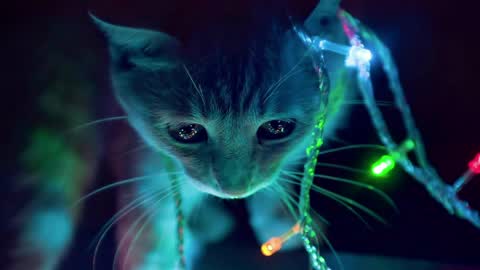 ponzothc online show from April 10, 10:47 pm