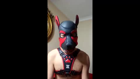 pupbrunoireland online show from June 6, 8:48 pm
