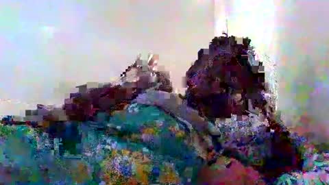 shortnswee254 online show from May 26, 4:29 am