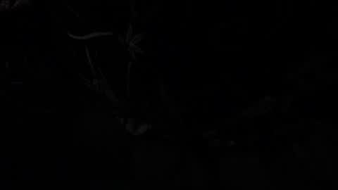 notyourdaddy online show from January 13, 10:58 am