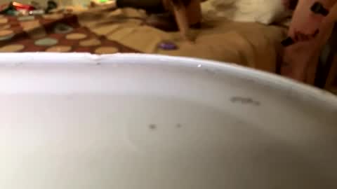 slittiekittie online show from November 8, 12:41 pm