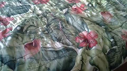 Rocco-load online show from February 23, 3:40 pm