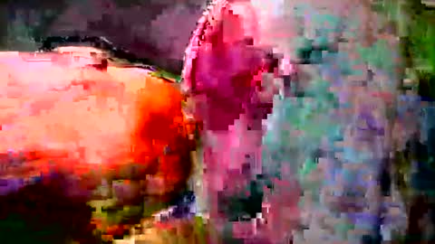 Little Wolf  online show from August 1, 5:03 pm