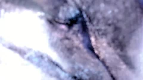   Stella Hanlon    - - online show from February 12, 3:18 am