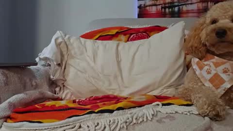 TonyDoesMiami online show from January 28, 2:43 am