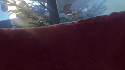 Snapshot of zoomdue chatting on December 8, 1:36 pm Velesk online show from December 8, 1:36 pm